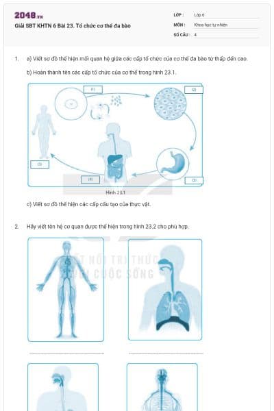 Giải SBT KHTN 6 Bài 23. Tổ chức cơ thể đa bào