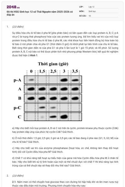 Đề thi HSG Sinh học 12 sở Thái Nguyên năm 2025-2026 có đáp án
