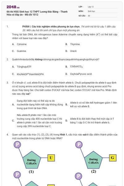Đề thi HSG Sinh học 12 THPT Lương Đắc Bằng - Thanh Hóa có đáp án - Mã đề 1012