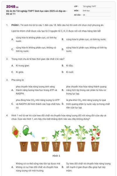 Đề ôn thi Tốt nghiệp THPT Sinh học năm 2025 có đáp án - Đề số 11