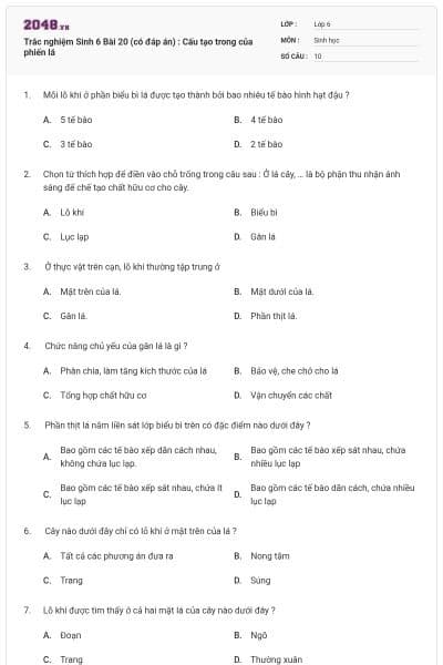 Trắc nghiệm Sinh 6 Bài 20 (có đáp án) : Cấu tạo trong của phiến lá