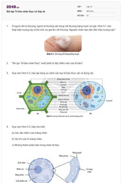 Bài tập Tế bào nhân thực có đáp án