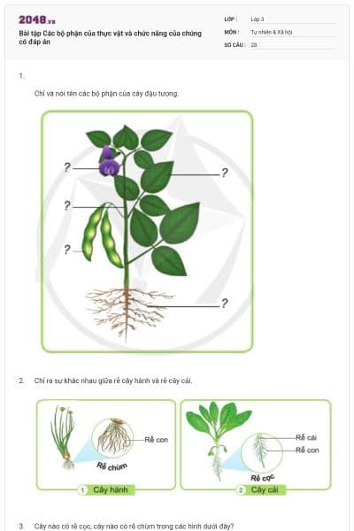 Bài tập Các bộ phận của thực vật và chức năng của chúng có đáp án