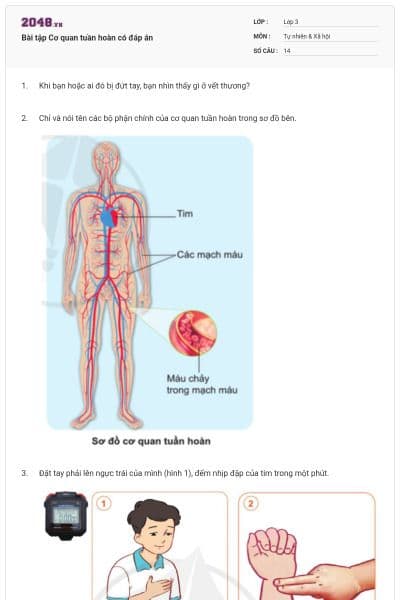 Bài tập Cơ quan tuần hoàn có đáp án