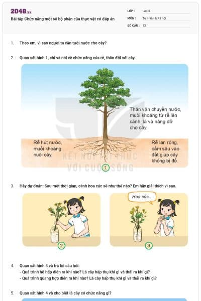 Bài tập Chức năng một số bộ phận của thực vật có đáp án