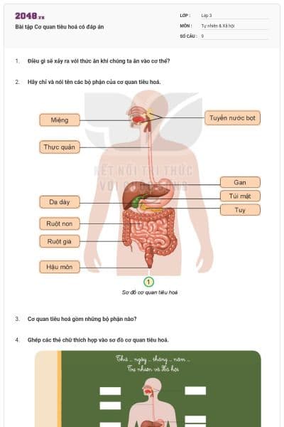 Bài tập Cơ quan tiêu hoá có đáp án