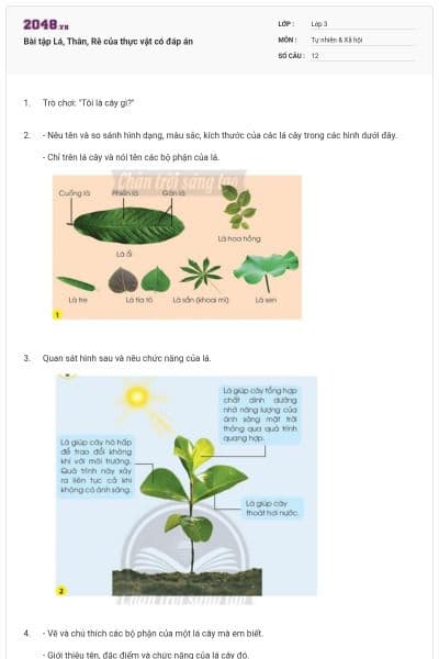 Bài tập Lá, Thân, Rễ của thực vật có đáp án