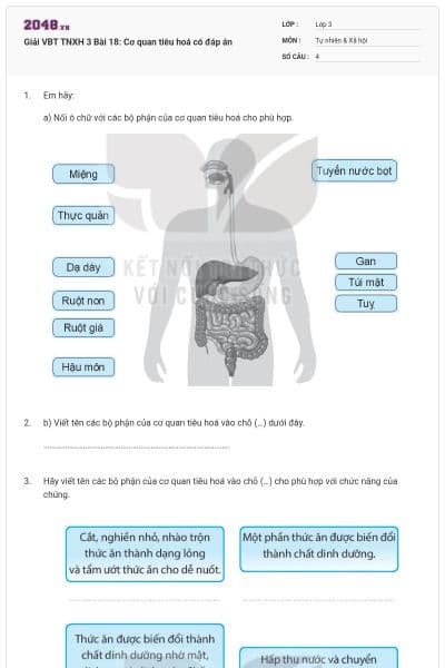 Giải VBT TNXH 3 Bài 18: Cơ quan tiêu hoá có đáp án