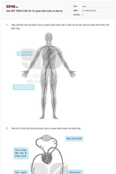 Giải VBT TNXH 3 Bài 20: Cơ quan tuần hoàn có đáp án