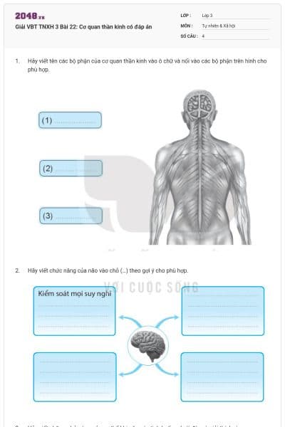 Giải VBT TNXH 3 Bài 22: Cơ quan thần kinh có đáp án