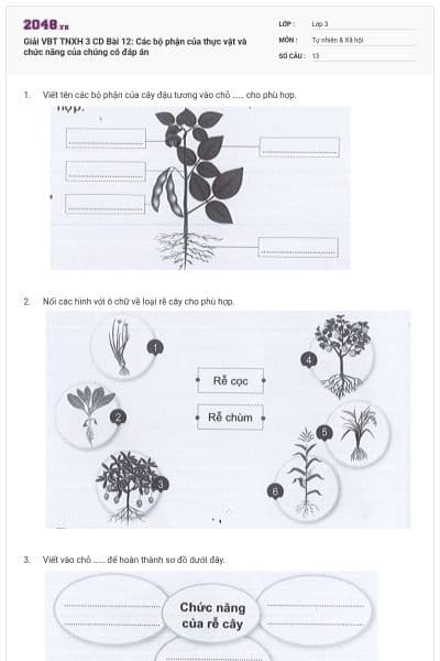 Giải VBT TNXH 3 CD Bài 12: Các bộ phận của thực vật và chức năng của chúng có đáp án