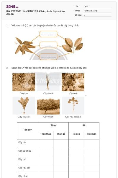 Giải VBT TNXH Lớp 3 Bài 15: Lá,thân,rễ của thực vật có đáp án