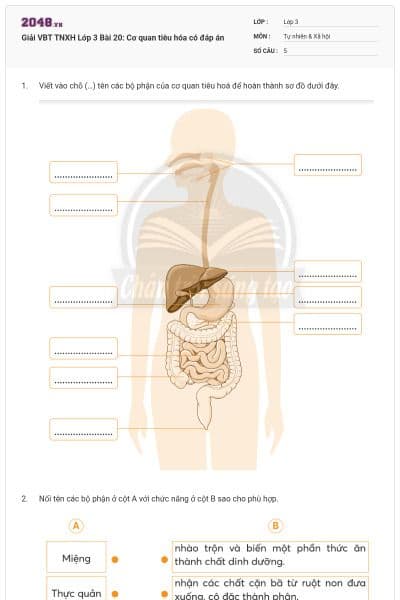 Giải VBT TNXH Lớp 3 Bài 20: Cơ quan tiêu hóa có đáp án
