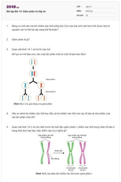 Bài tập Bài 14: Giảm phân có đáp án