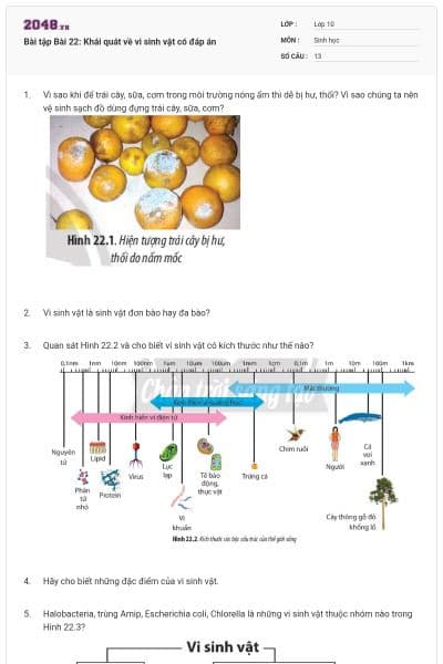 Bài tập Bài 22: Khái quát về vi sinh vật có đáp án