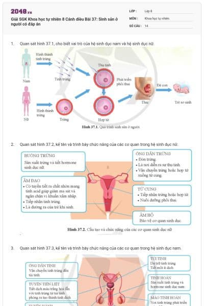 Giải SGK Khoa học tự nhiên 8 Cánh diều Bài 37: Sinh sản ở người có đáp án