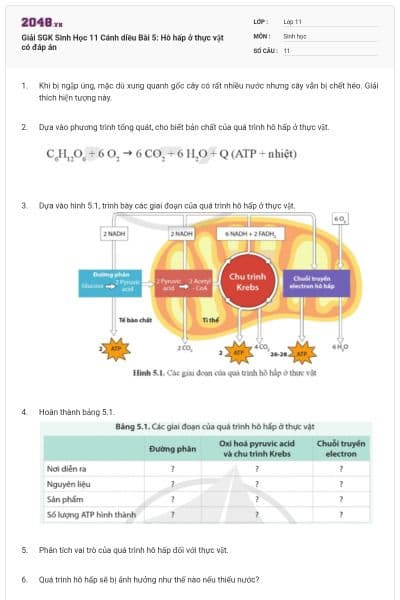Giải SGK Sinh Học 11 Cánh diều Bài 5: Hô hấp ở thực vật có đáp án