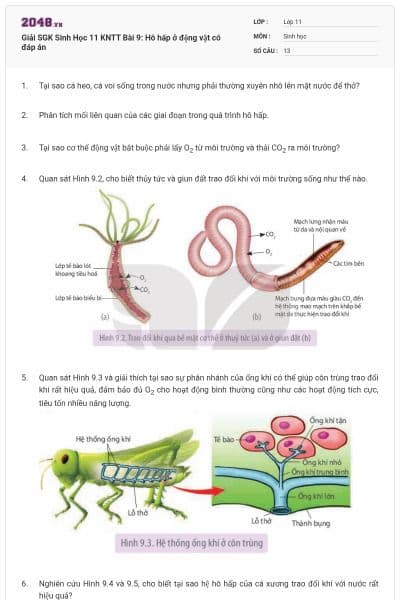 Giải SGK Sinh Học 11 KNTT Bài 9: Hô hấp ở động vật có đáp án