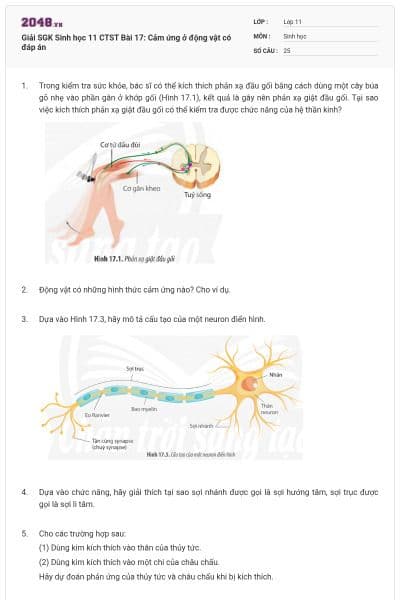 Giải SGK Sinh học 11 CTST Bài 17: Cảm ứng ở động vật có đáp án