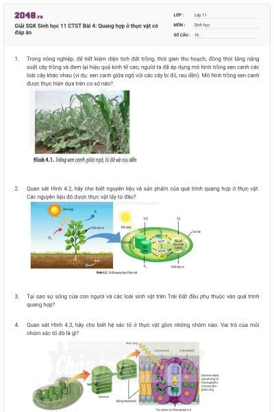 Giải SGK Sinh học 11 CTST Bài 4: Quang hợp ở thực vật có đáp án