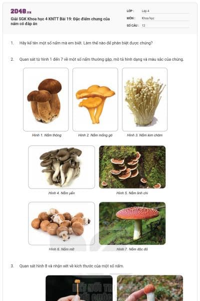 Giải SGK Khoa học 4 KNTT Bài 19: Đặc điểm chung của nấm có đáp án