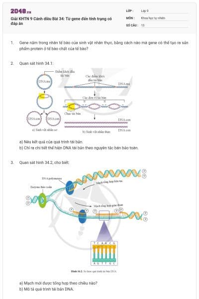 Giải KHTN 9 Cánh diều Bài 34: Từ gene đến tính trạng có đáp án