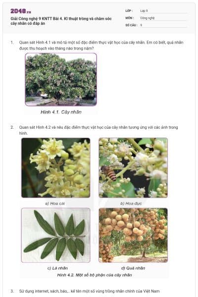 Giải Công nghệ 9 KNTT Bài 4. Kĩ thuật trồng và chăm sóc cây nhãn có đáp án