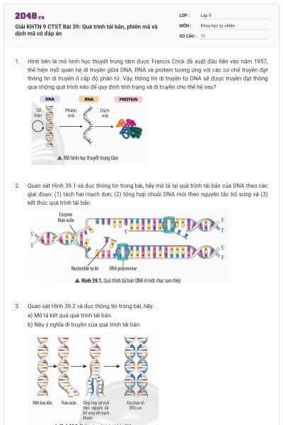 Giải KHTN 9 CTST Bài 39: Quá trình tái bản, phiên mã và dịch mã có đáp án