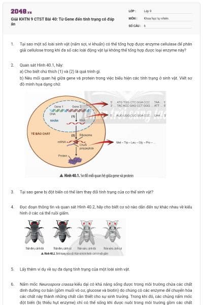 Giải KHTN 9 CTST Bài 40: Từ Gene đến tính trạng có đáp án