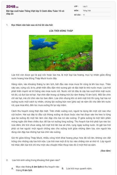 Bài tập cuối tuần Tiếng Việt lớp 5 Cánh diều Tuần 10 có đáp án