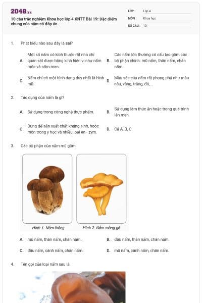 10 câu trắc nghiệm Khoa học lớp 4 KNTT Bài 19: Đặc điểm chung của nấm có đáp án