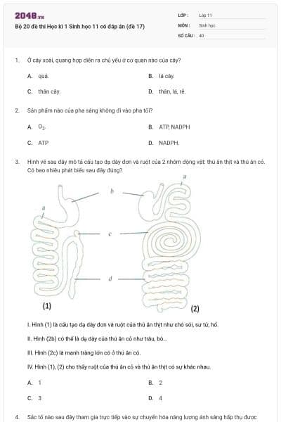 Bộ 20 đề thi Học kì 1 Sinh học 11 có đáp án (đề 17)