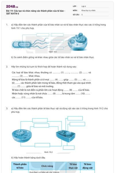 Bài 19: Cấu tạo và chức năng các thành phần của tế bào - SBT KHTN 6