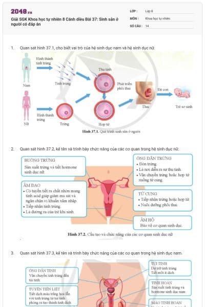 Giải SGK Khoa học tự nhiên 8 Cánh diều Bài 37: Sinh sản ở người có đáp án