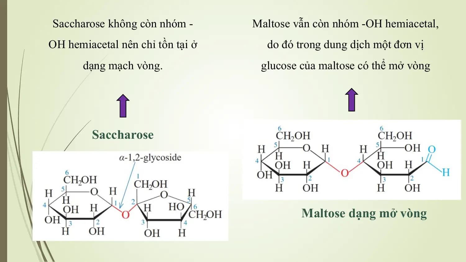 Saccharose không còn nhóm - Maltose vẫn còn nhóm -OH hemiacetal,
OH hemiacetal nên chỉ tồn tại ở do đó trong dung dịch một đơn vị
 dạng mạch vòng. glucose của maltose có thể mở vòng

 Saccharose

 Maltose dạng mở vòng