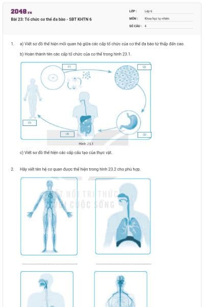 Bài 23: Tổ chức cơ thể đa bào - SBT KHTN 6