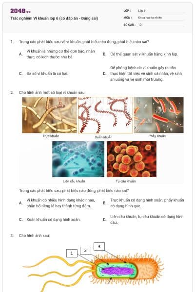 Trắc nghiệm Vi khuẩn lớp 6 (có đáp án - Đúng sai)