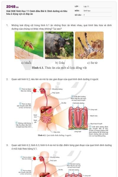 Giải SGK Sinh Học 11 Cánh diều Bài 6: Dinh dưỡng và tiêu hóa ở động vật có đáp án