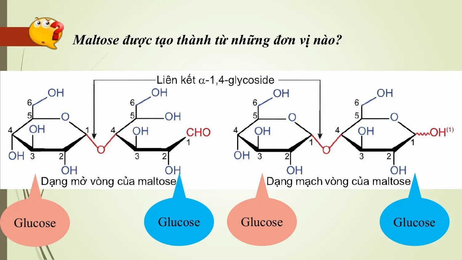 Maltose được tạo thành từ những đơn vị nào?

Glucose Glucose Glucose Glucose