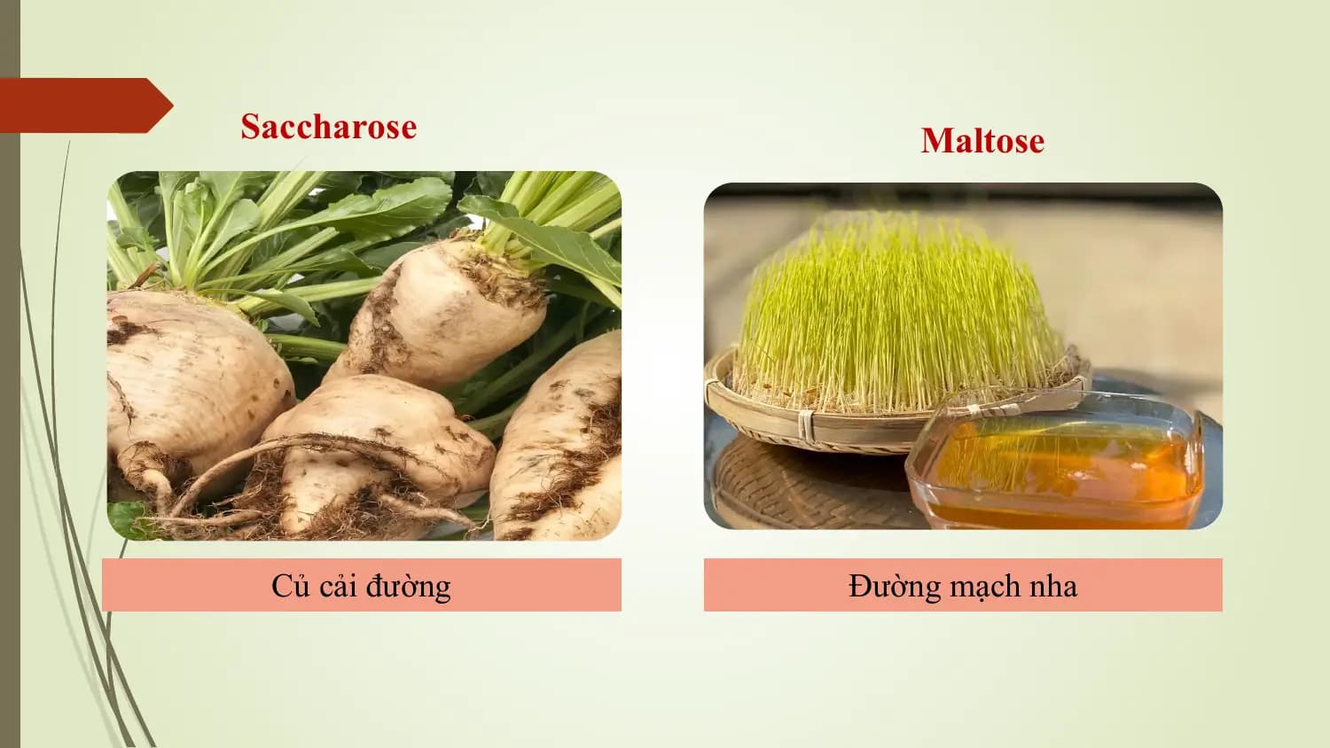 Saccharose Maltose

 Củ cải đường Đường mạch nha