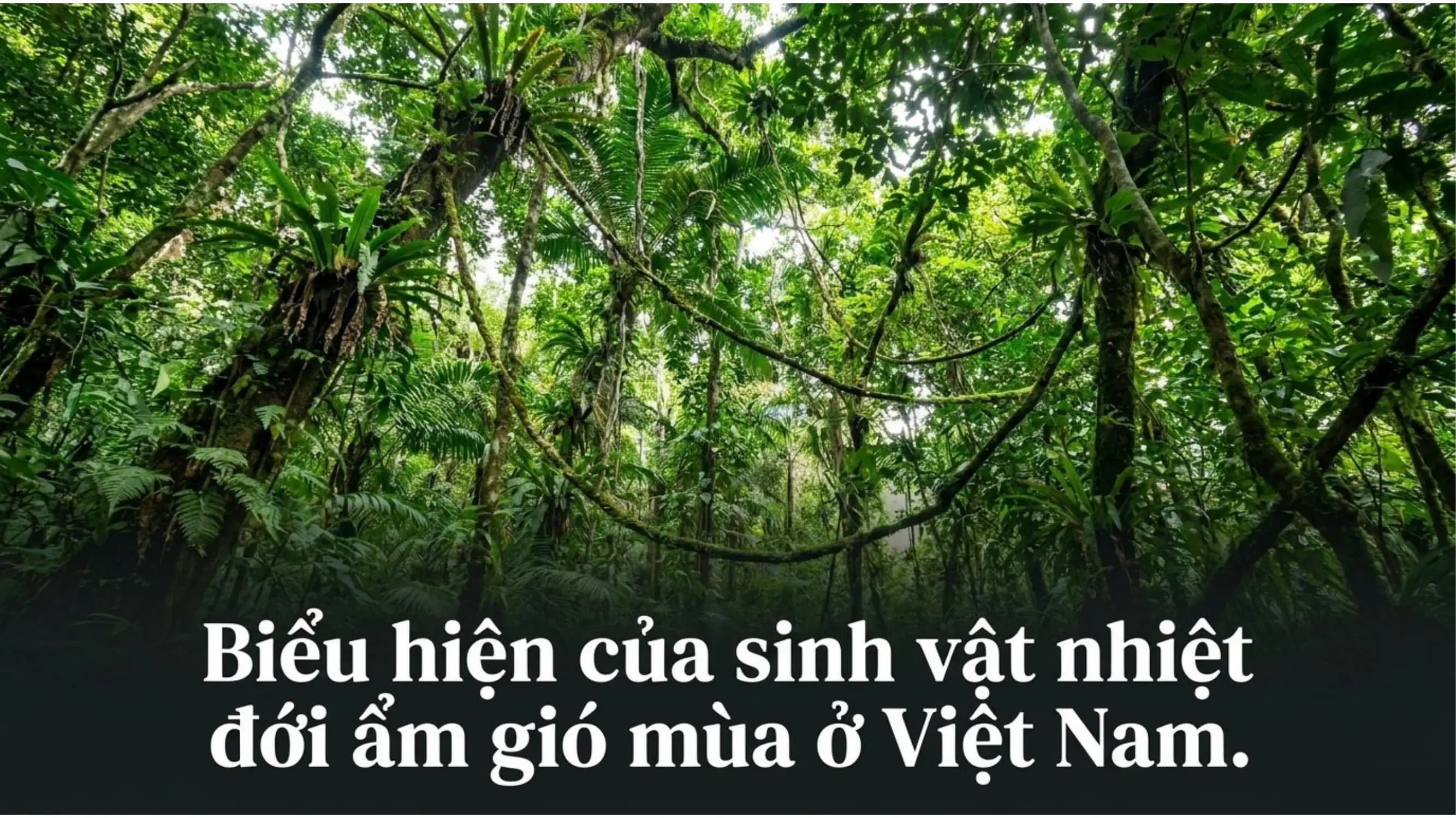 Nội dung nhập