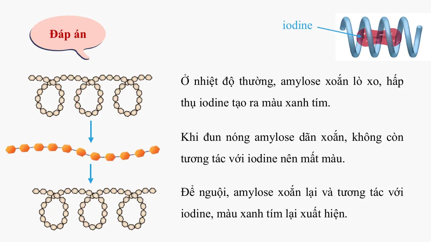 iodine
Đáp án

 Ở nhiệt độ thường, amylose xoắn lò xo, hấp
 thụ iodine tạo ra màu xanh tím.

 Khi đun nóng amylose dãn xoắn, không còn
 tương tác với iodine nên mất màu.

 Để nguội, amylose xoắn lại và tương tác với
 iodine, màu xanh tím lại xuất hiện.