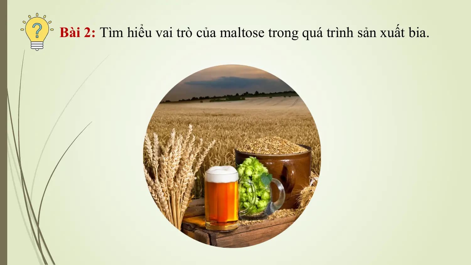 Bài 2: Tìm hiểu vai trò của maltose trong quá trình sản xuất bia.