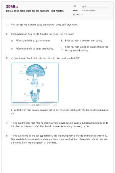 Bài 33: Thực hành: Quan sát các loại nấm - SBT KHTN 6