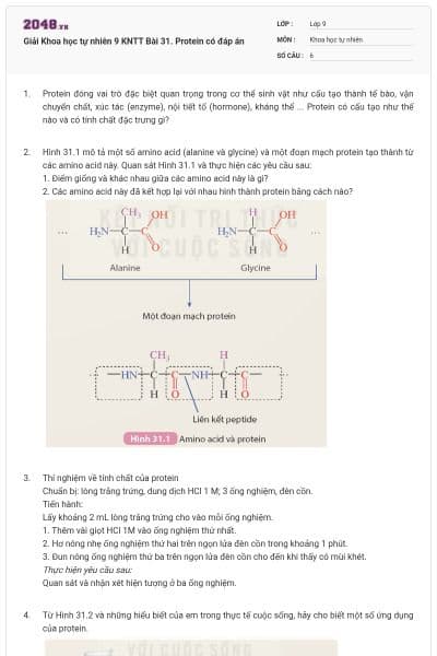 Giải Khoa học tự nhiên 9 KNTT Bài 31. Protein có đáp án