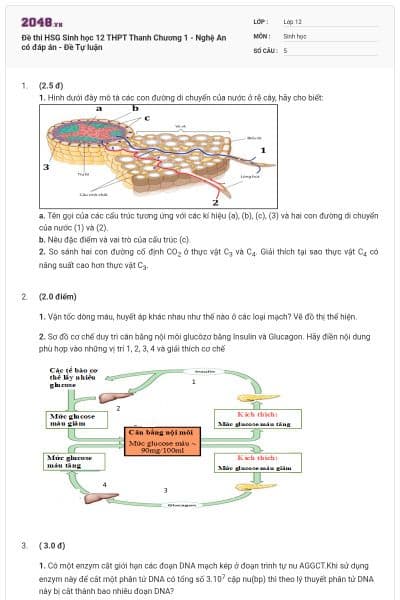Đề thi HSG Sinh học 12 THPT Thanh Chương 1 - Nghệ An có đáp án - Đề Tự luận