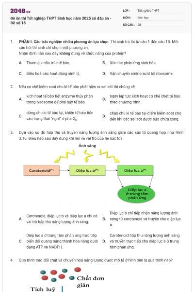 Đề ôn thi Tốt nghiệp THPT Sinh học năm 2025 có đáp án - Đề số 16