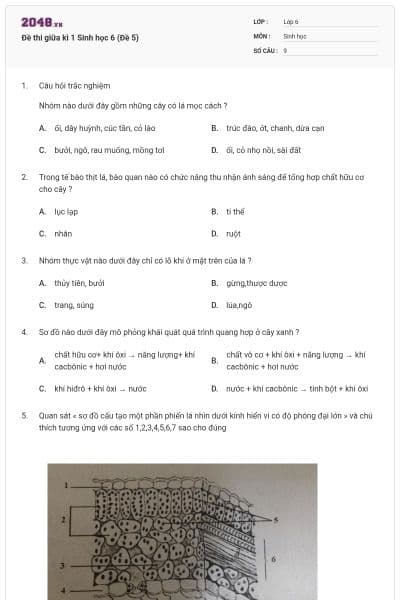 Đề thi giữa kì 1 Sinh học 6 (Đề 5)