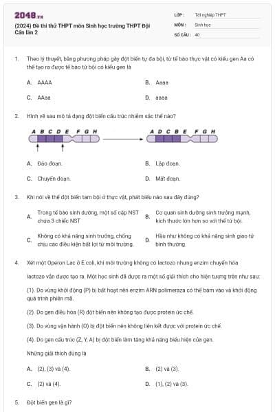 (2024) Đề thi thử THPT môn Sinh học trường THPT Đội Cấn lần 2