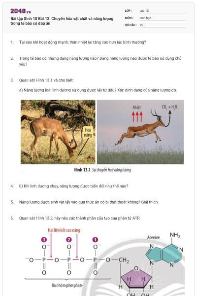 Bài tập Sinh 10 Bài 13: Chuyển hóa vật chất và năng lượng trong tế bào có đáp án